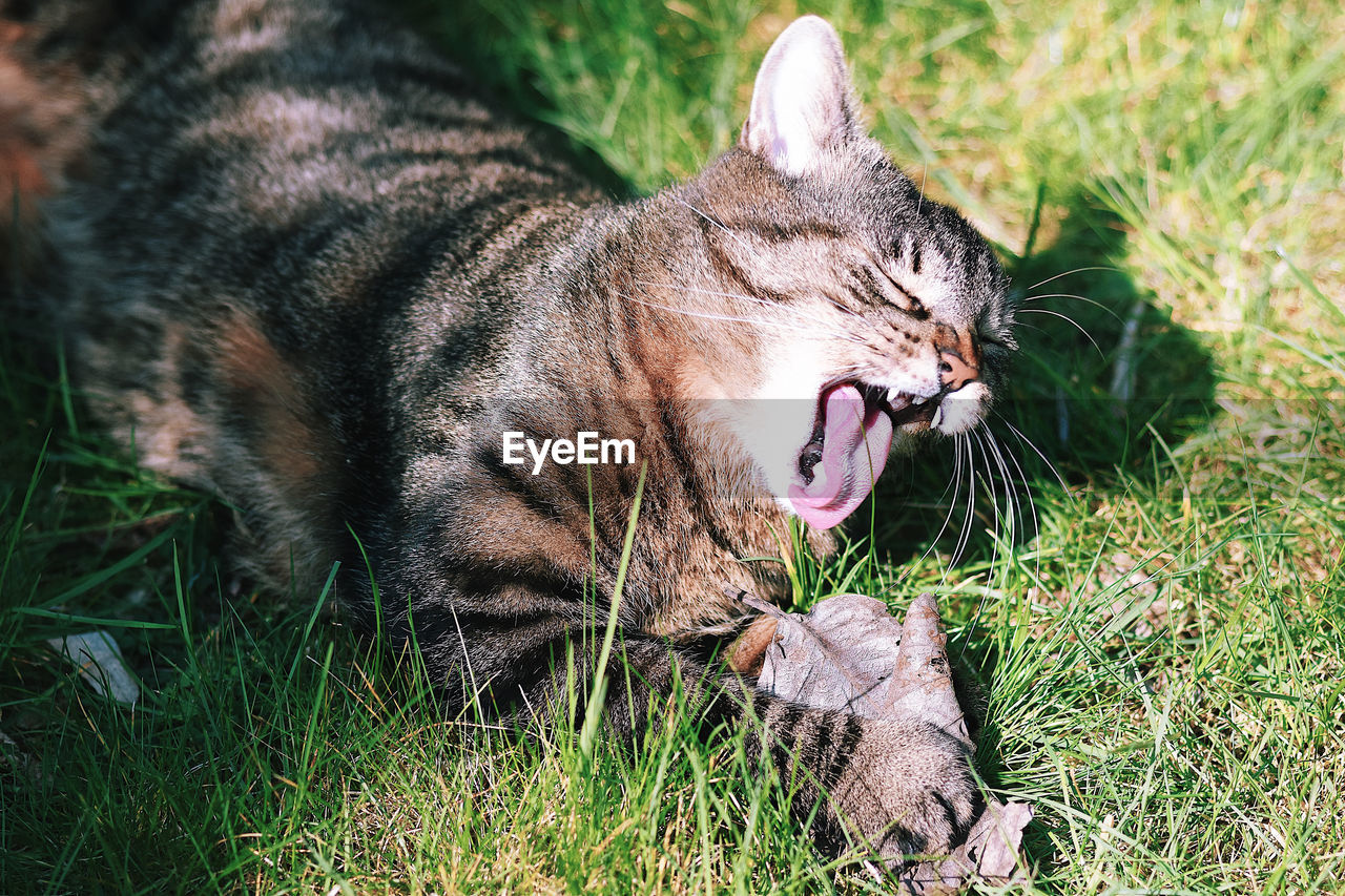 Close-up of cat yawning on field
