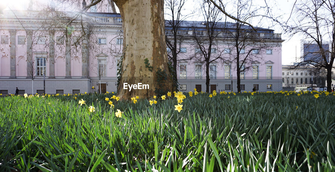 FRESH YELLOW FLOWERS ON FIELD