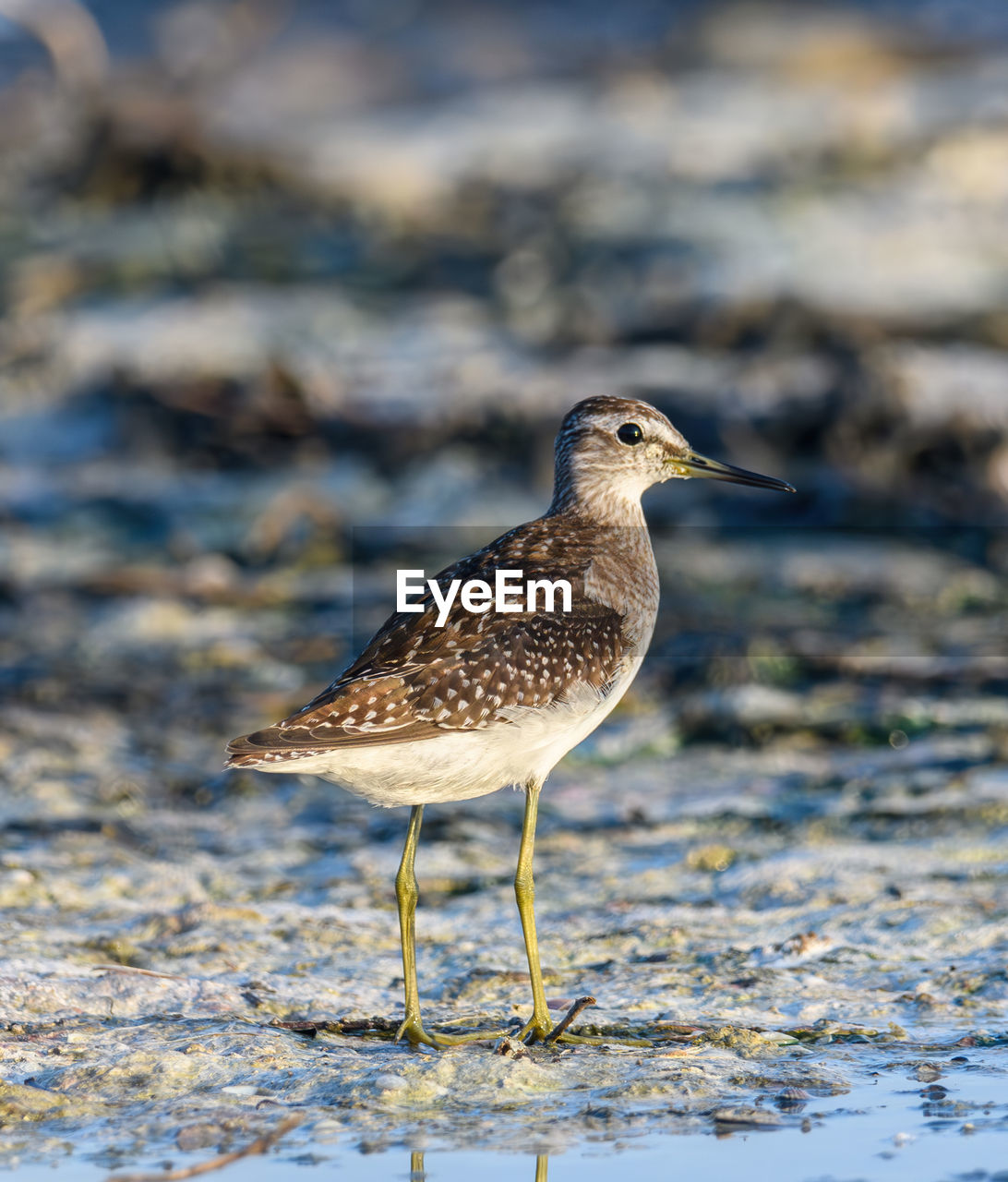 high angle view of bird perching on beach