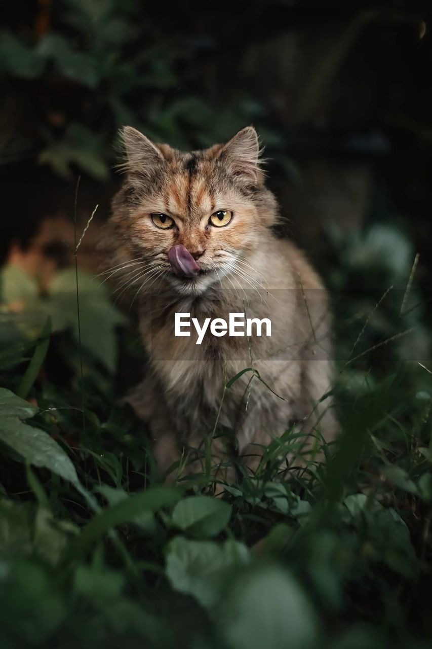 Portrait of cat on street