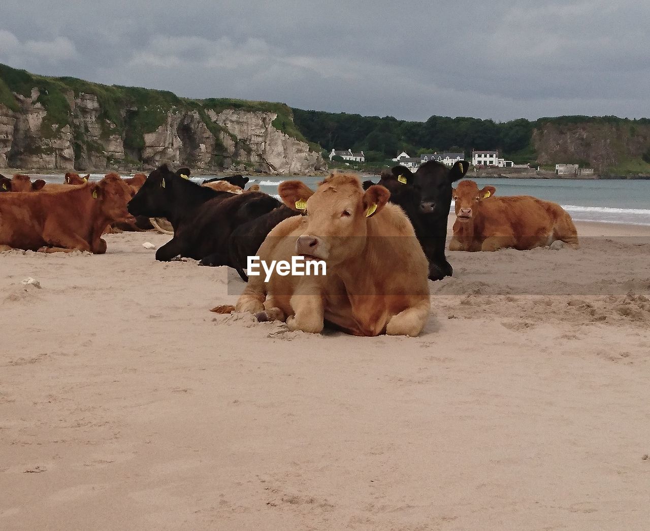 Cows relaxing on shore