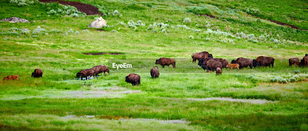 Herd of bison grazing in yellowstone national park.