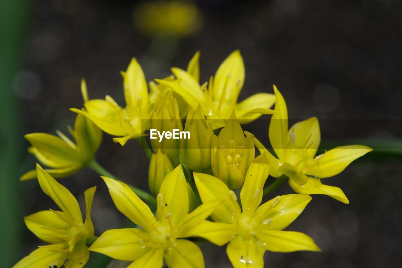 Close-up of yellow flowering plant