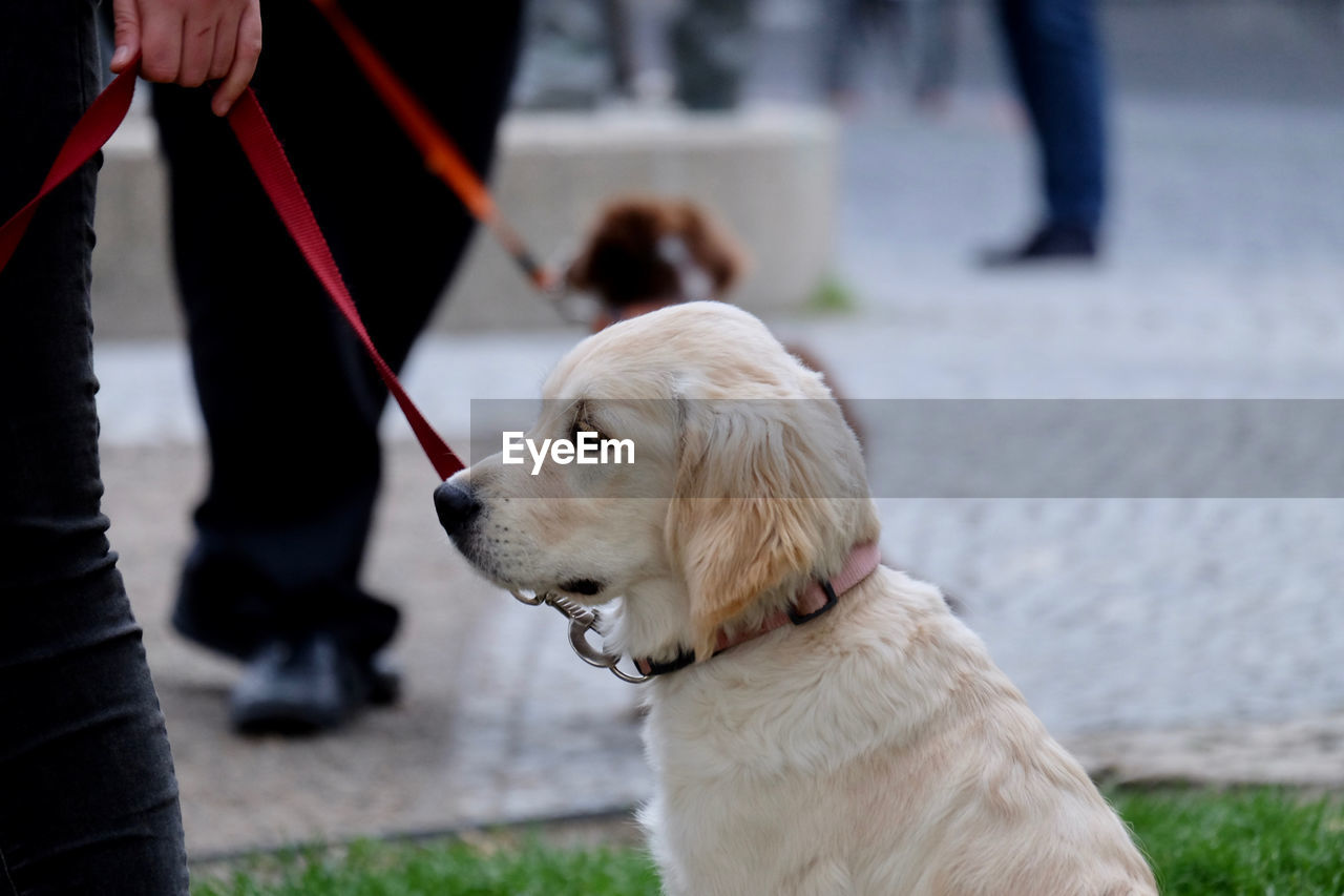 Rear view on part of person with dog standing outdoors