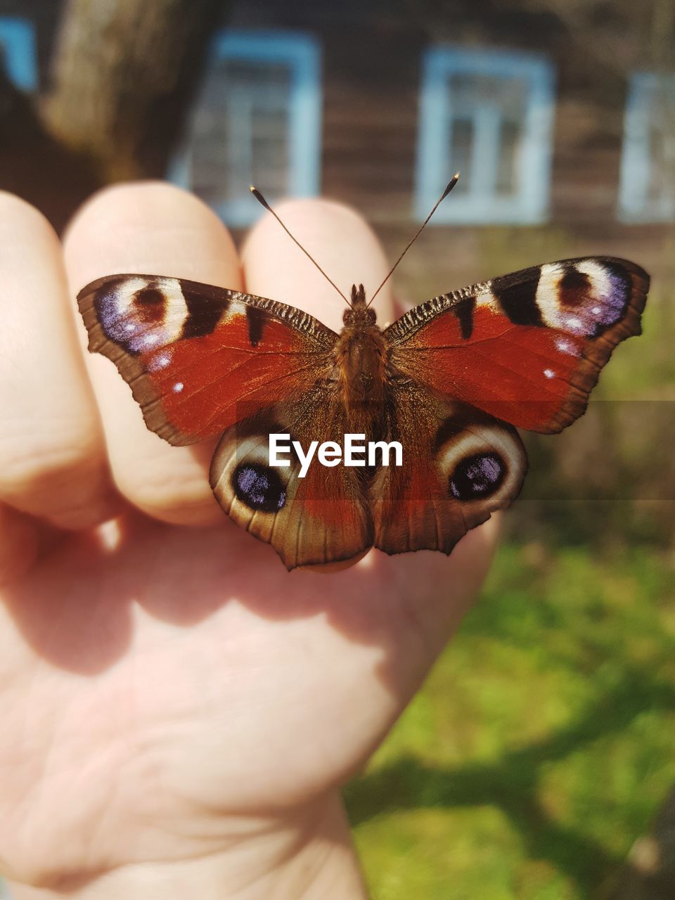 CLOSE-UP OF BUTTERFLY ON HAND HOLDING LEAF