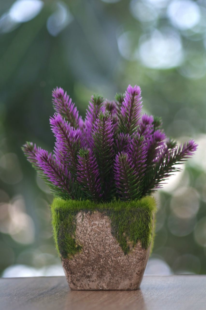 CLOSE-UP OF PURPLE FLOWER ON TABLE