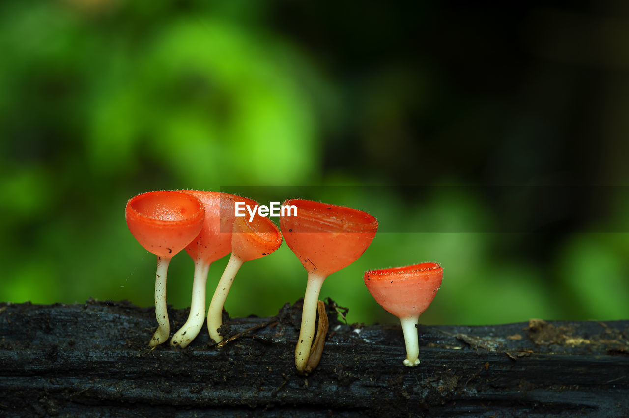 CLOSE-UP OF RED MUSHROOM GROWING ON PLANT