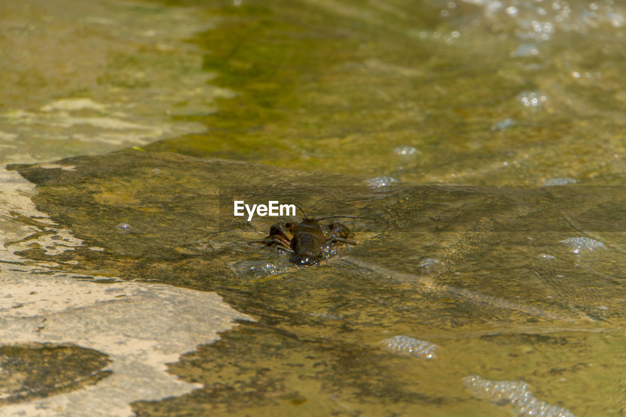 HIGH ANGLE VIEW OF AN ANIMAL IN LAKE