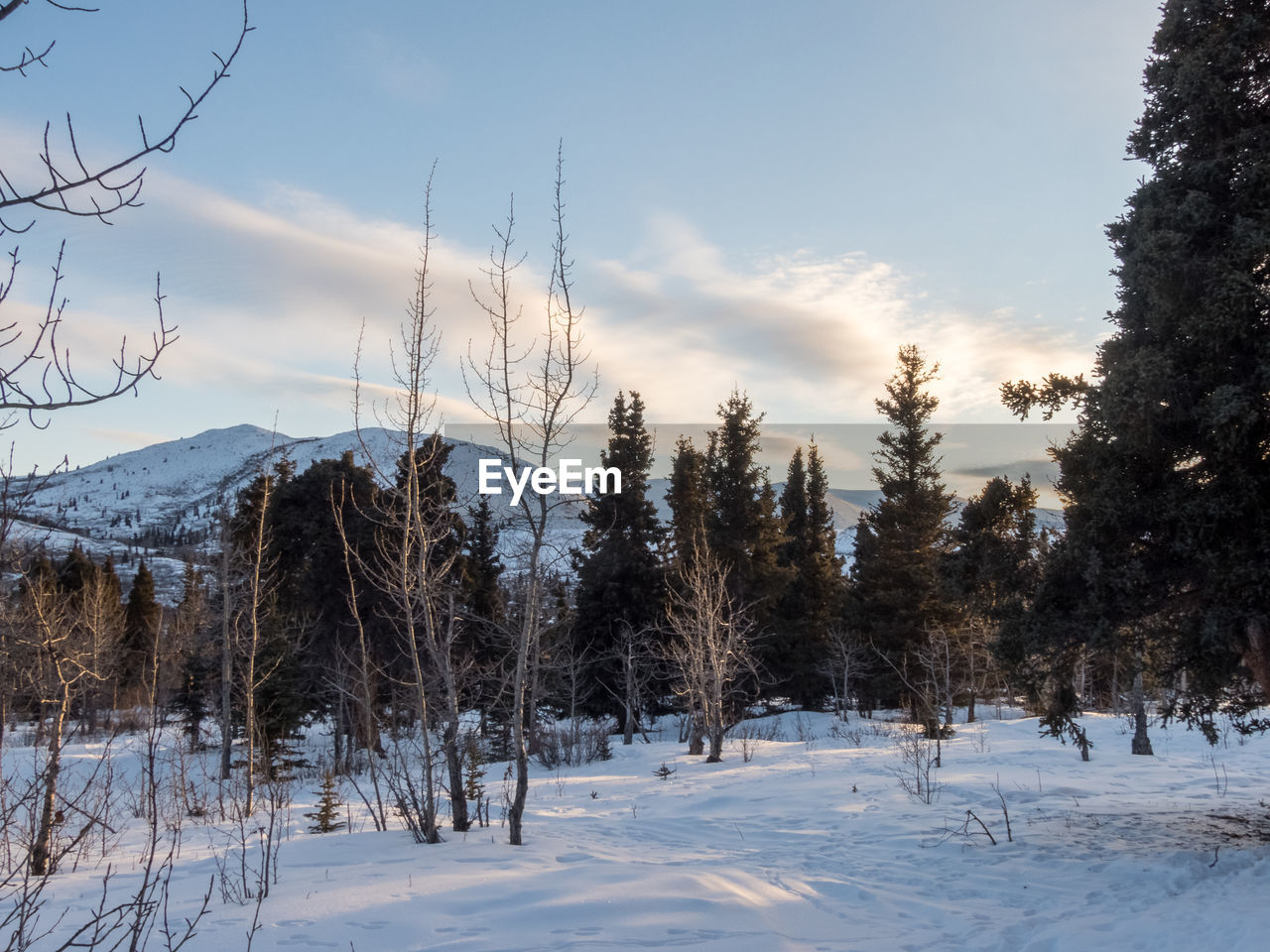 TREES ON SNOW COVERED LAND AGAINST SKY