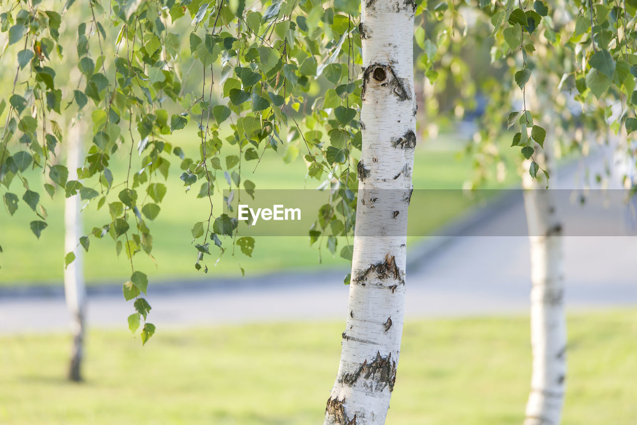 Birch tree in summer