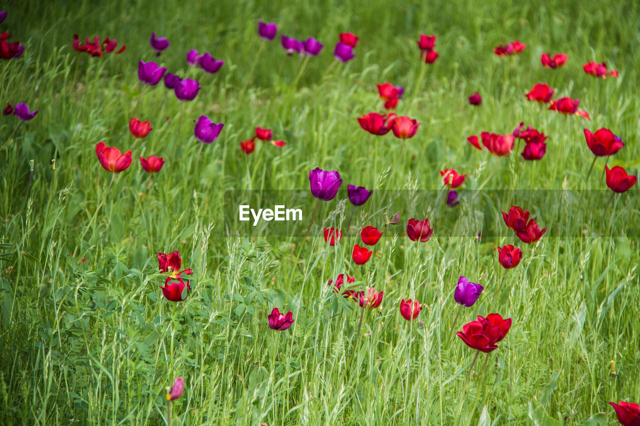 Close-up of red poppies on field