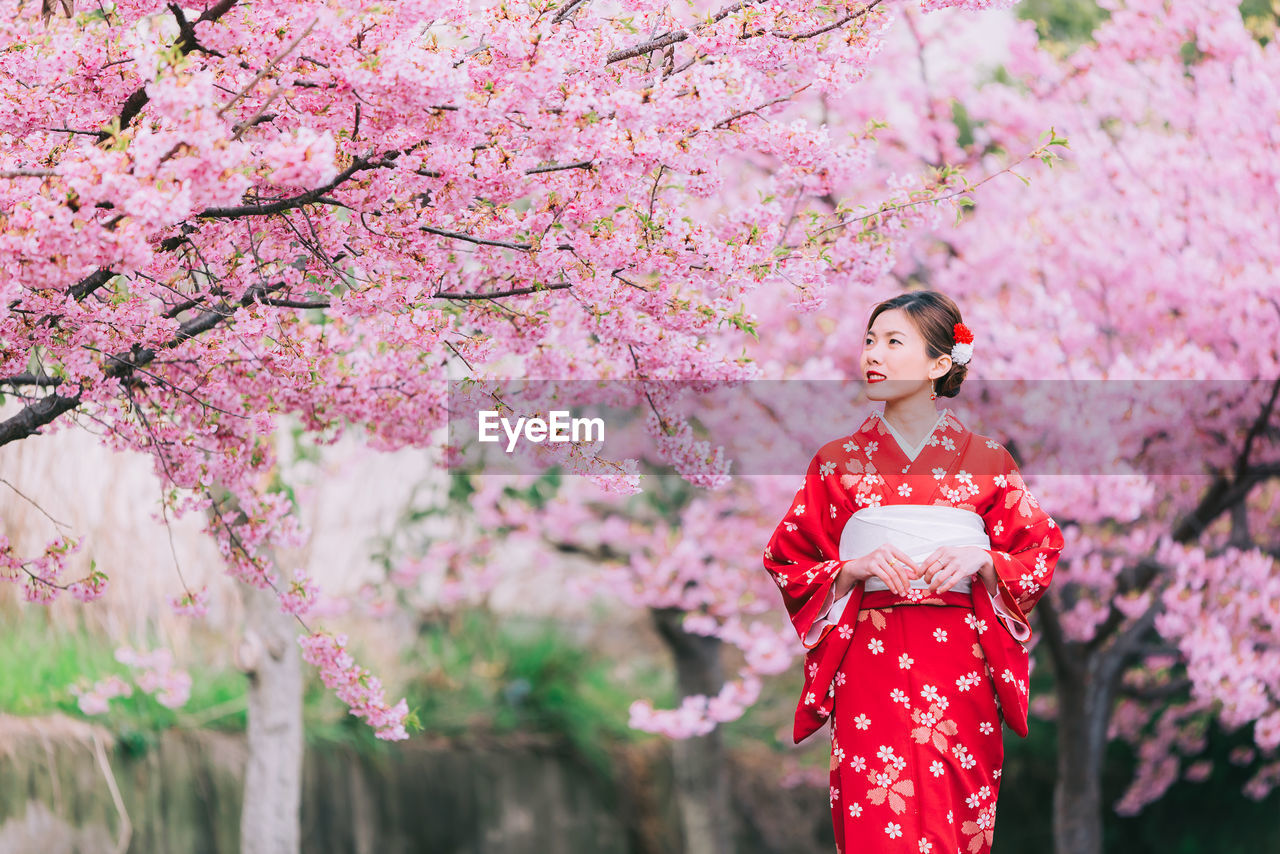 Woman in kimono standing against pink cherry blossoms