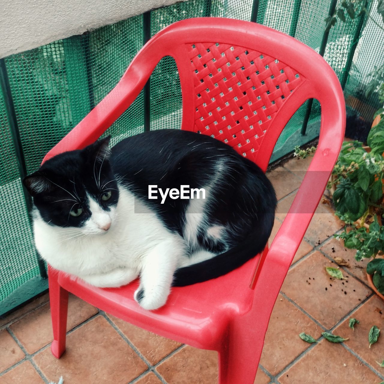 High angle view of cat sitting on red chair in yard