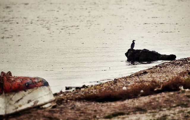 VIEW OF BIRDS ON SHORE