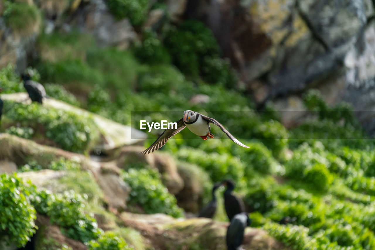 Close-up of puffin flying outdoors