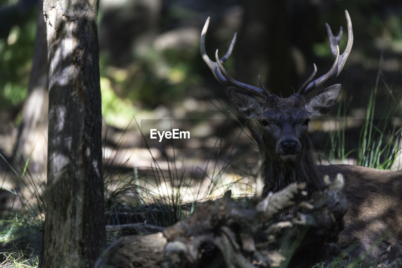 CLOSE-UP PORTRAIT OF DEER ON TREE IN FOREST