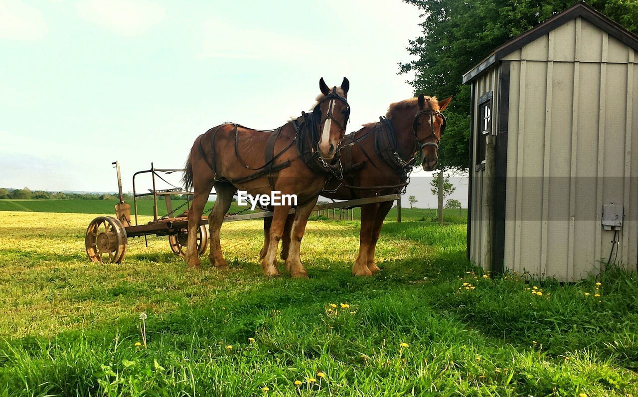 Horse cart in field