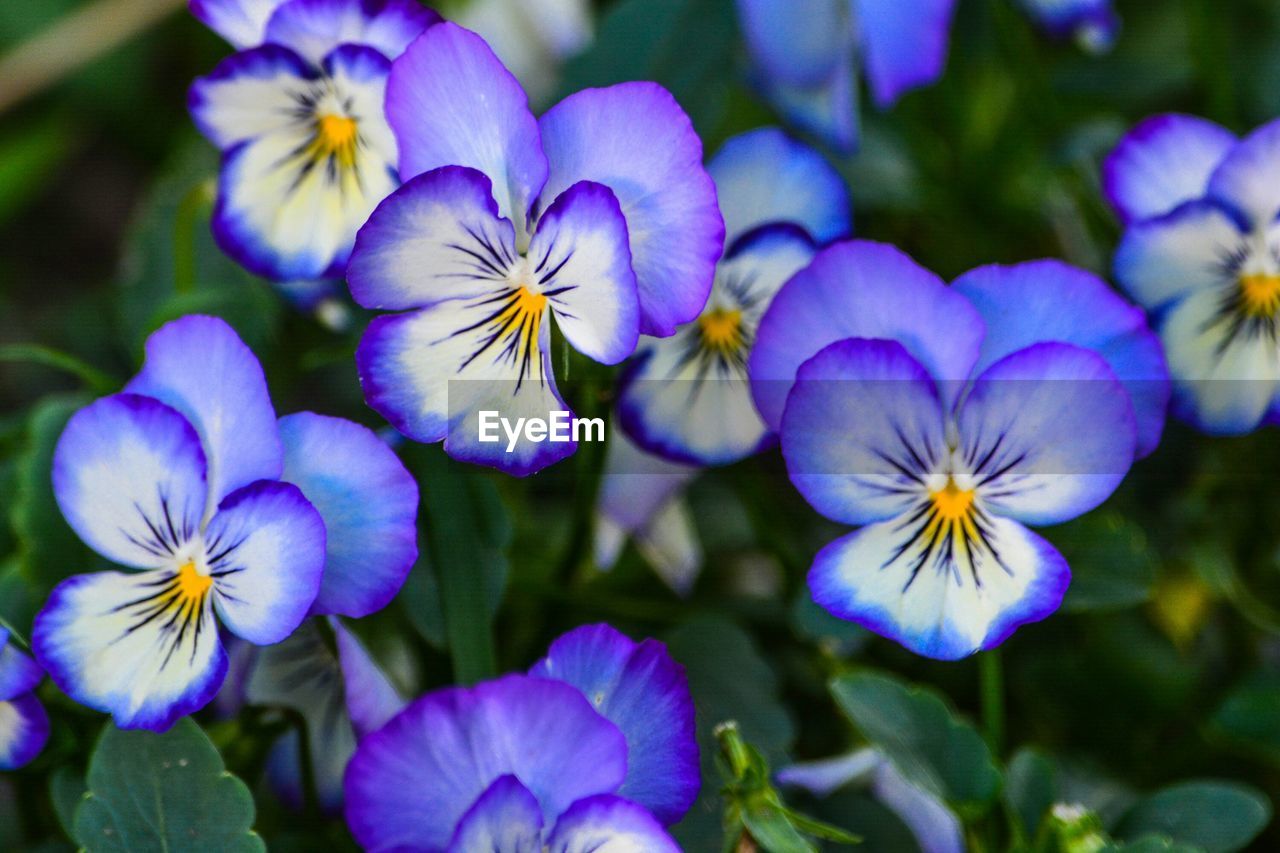 Close-up of fresh purple pansy flowers blooming in garden