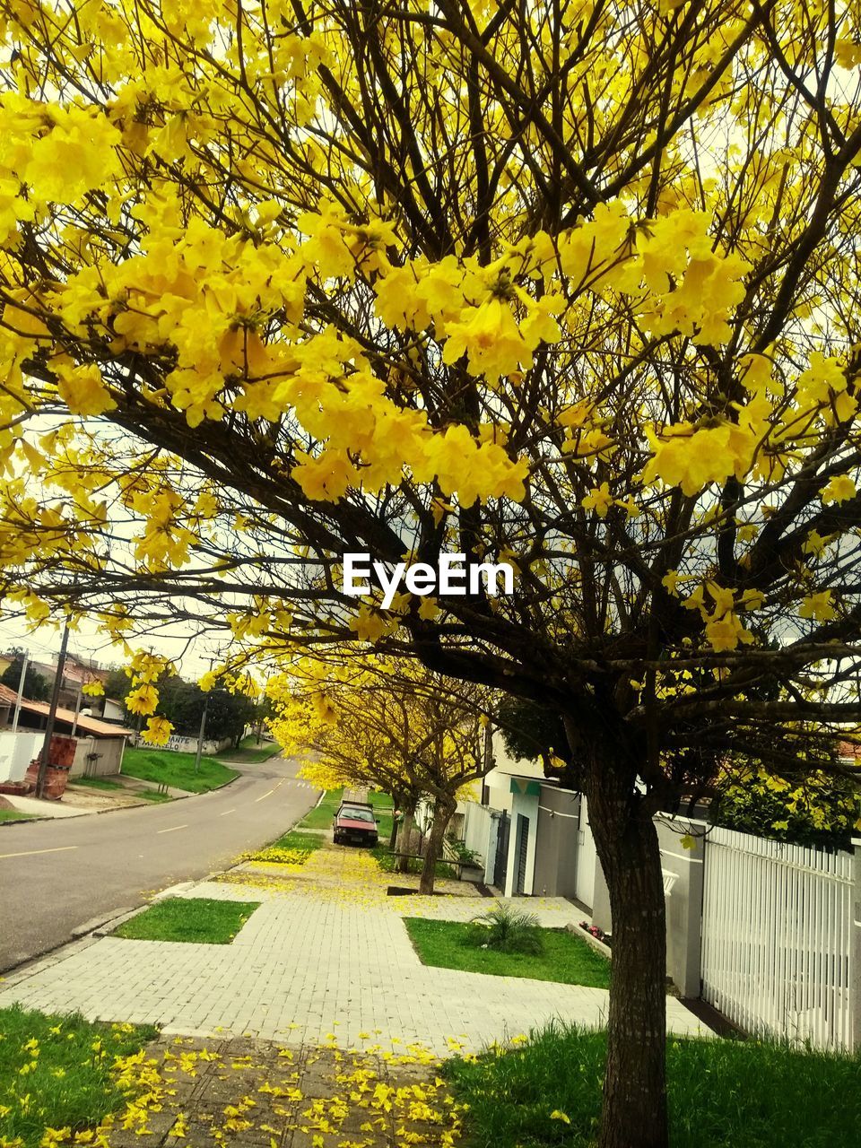 Yellow flowering tree in park