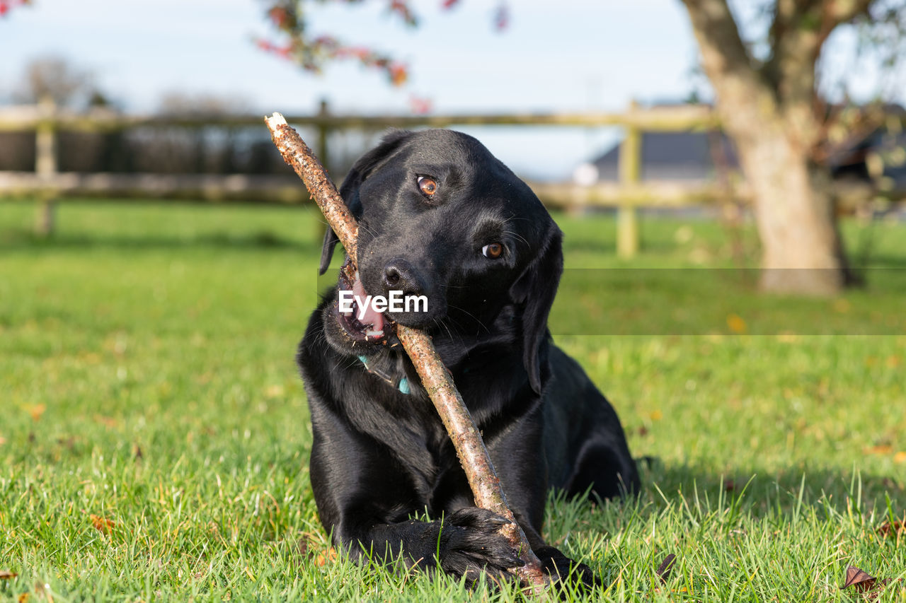 Portrait of a cute black labrador playing with a stick in the garden