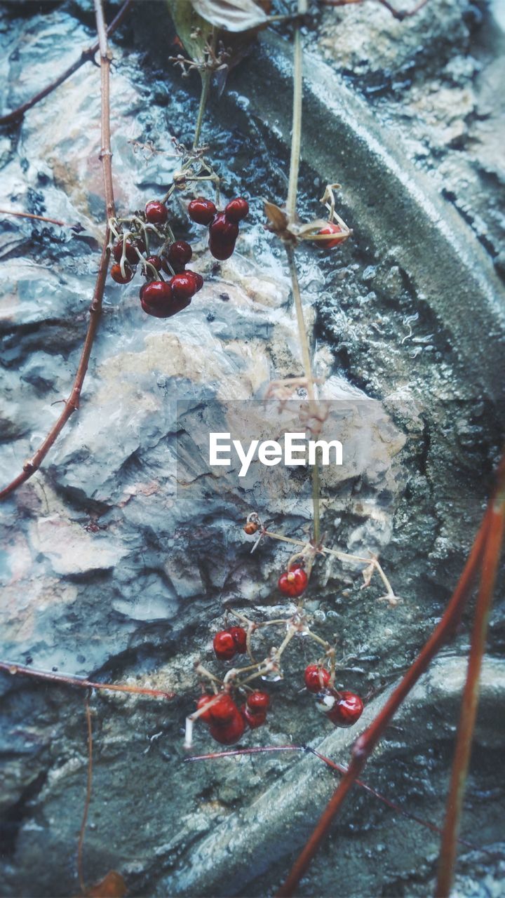 HIGH ANGLE VIEW OF BERRIES ON GROUND