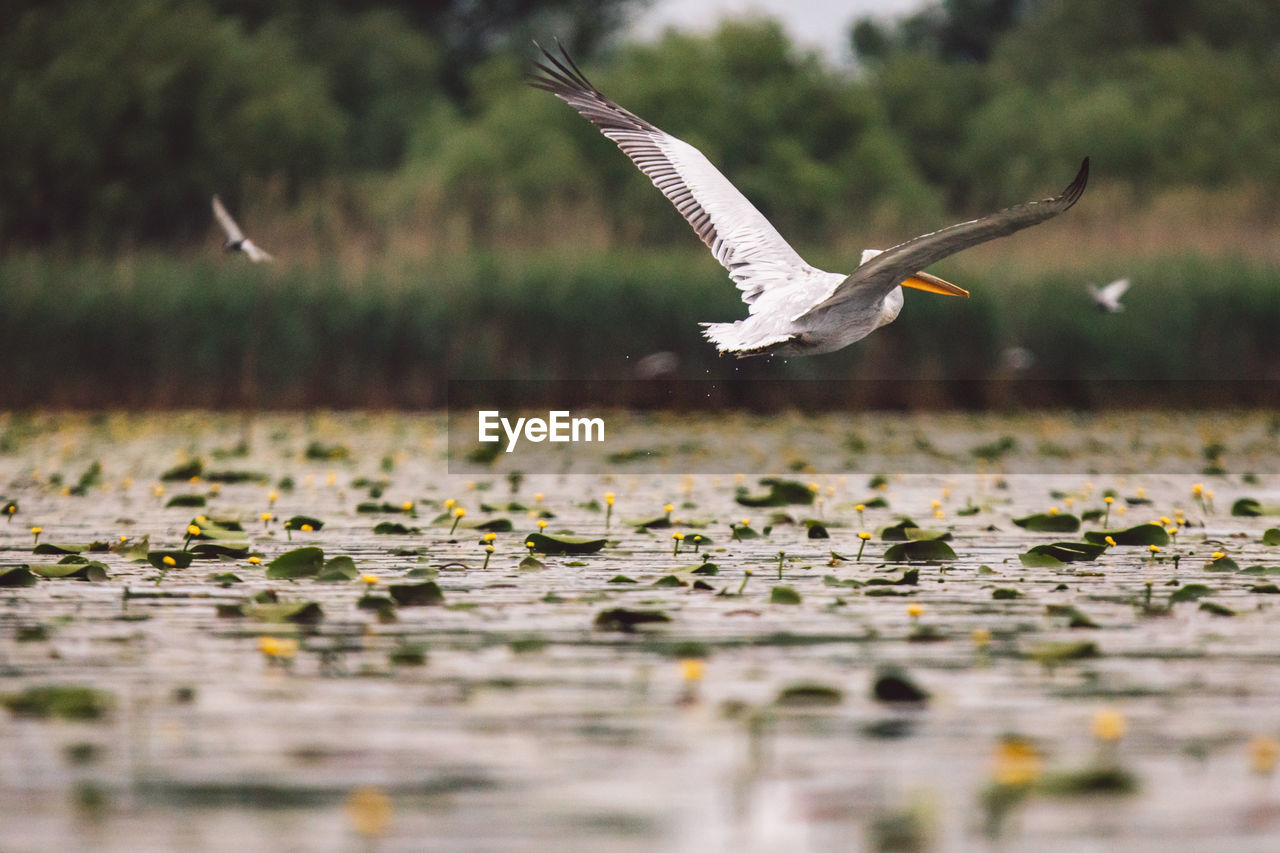 Pelican flying over lake