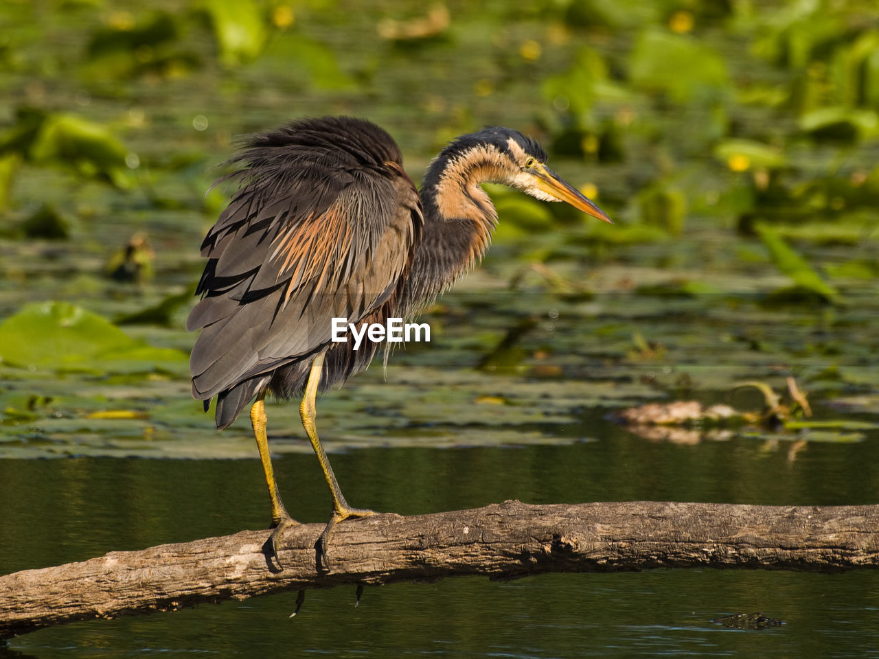 GRAY HERON PERCHING ON A LAKE