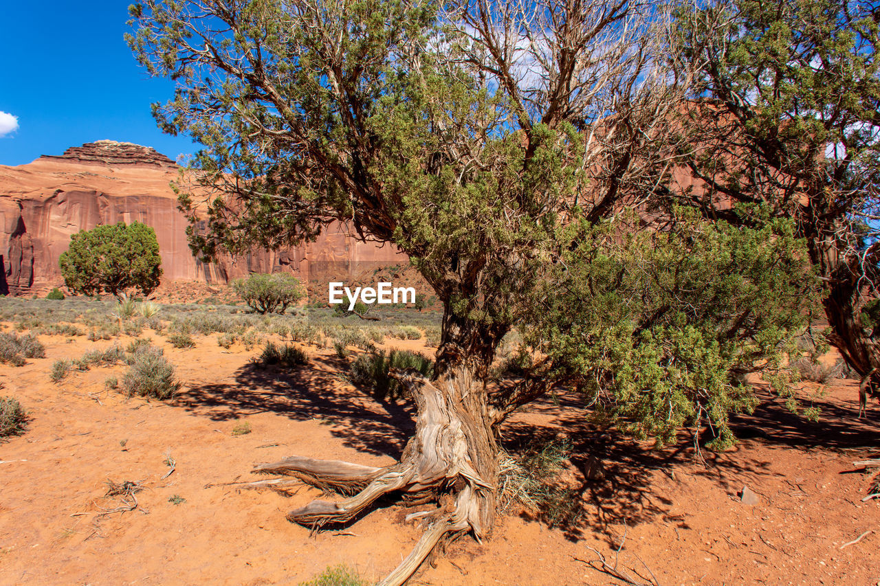 VIEW OF TREE IN DESERT