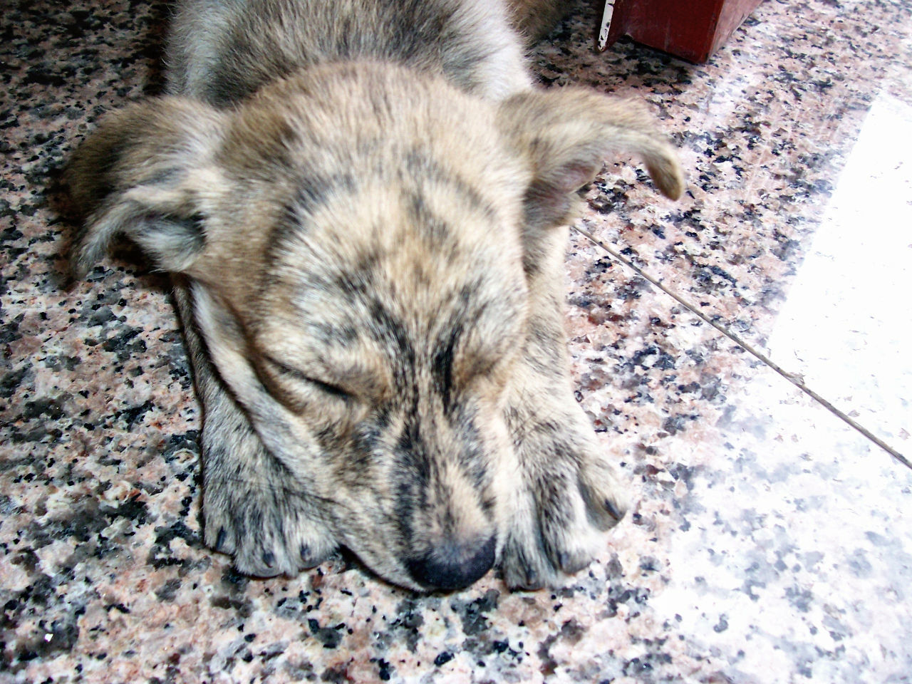 HIGH ANGLE VIEW OF CAT SLEEPING ON STREET