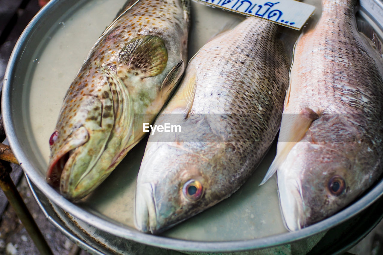 High angle view of fish for sale at market