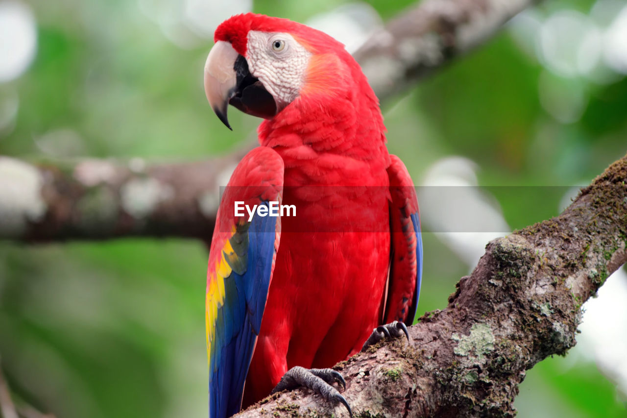 CLOSE-UP OF PARROT