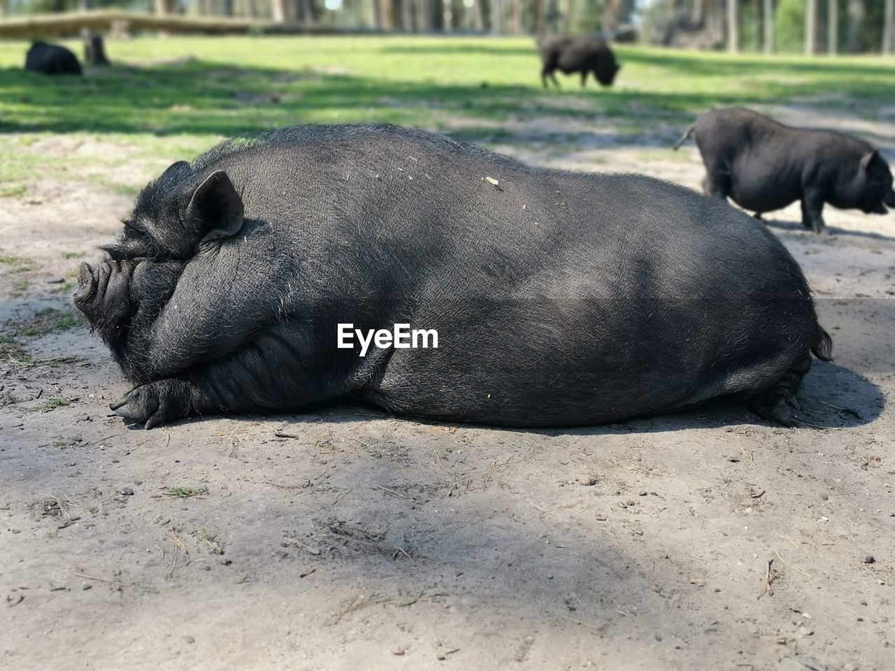 Sheep resting in a field