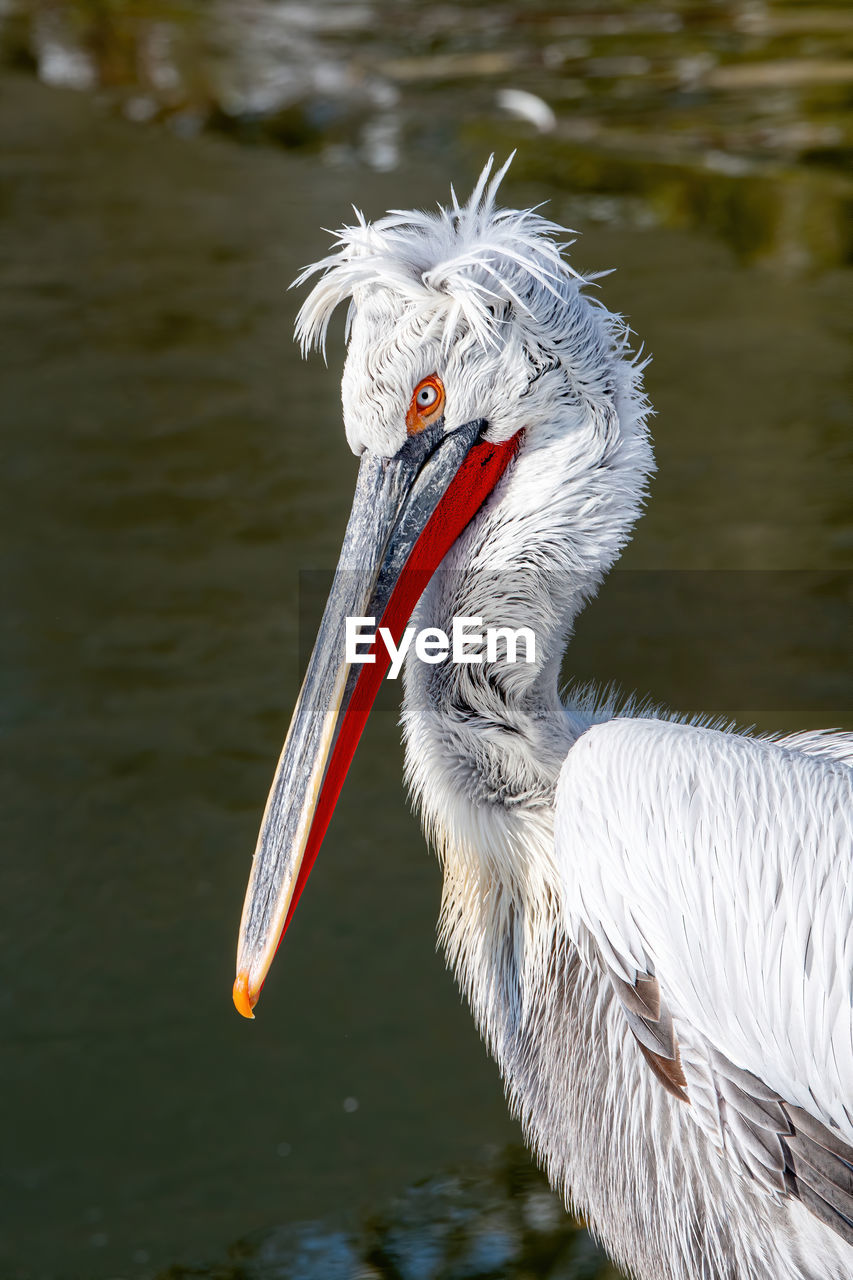 CLOSE-UP OF PELICAN