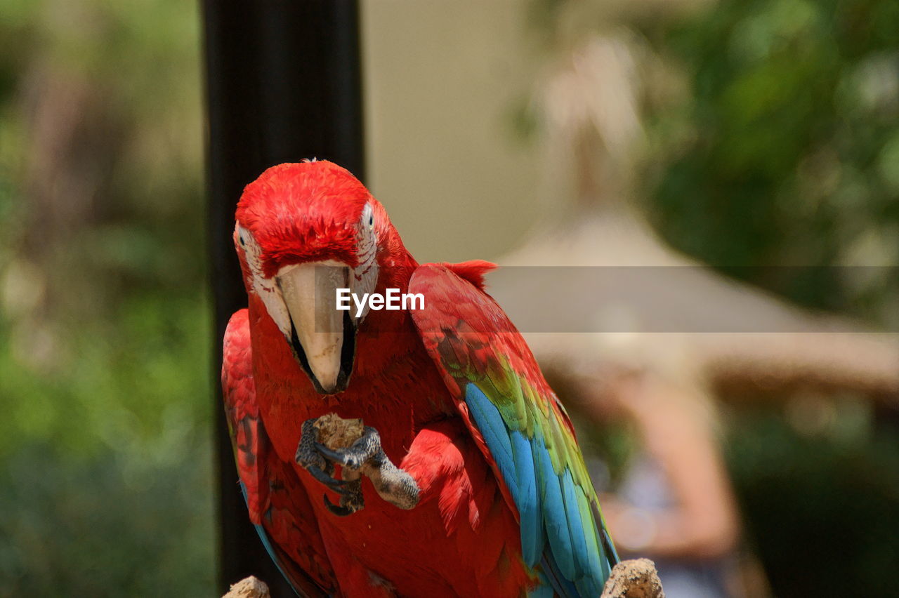 Close-up of parrot perching on leaf