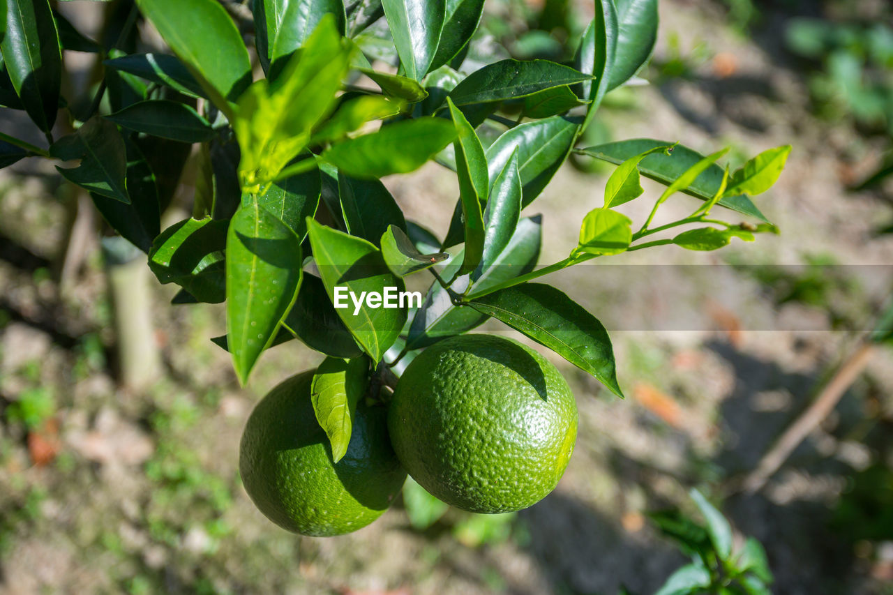 CLOSE-UP OF FRUIT GROWING IN TREE