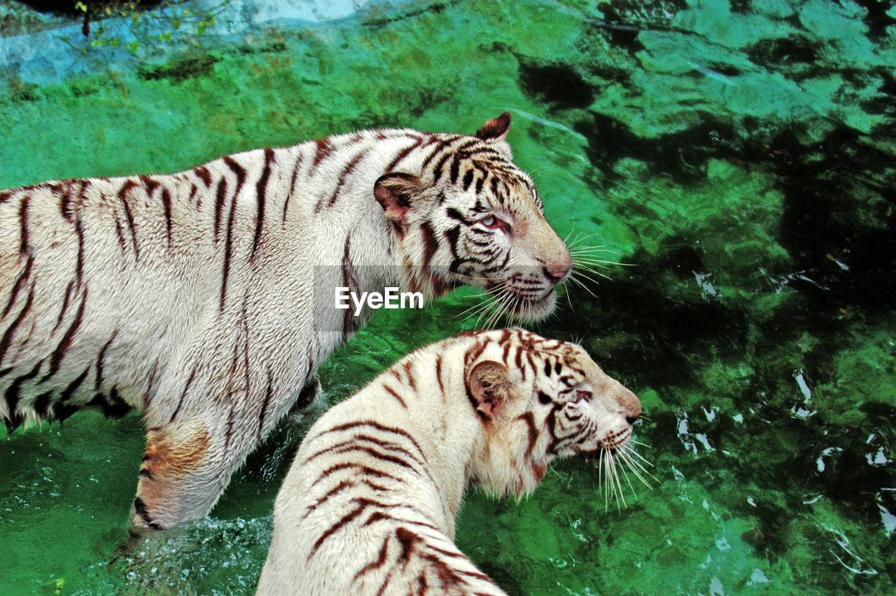 VIEW OF TIGER IN A ZOO
