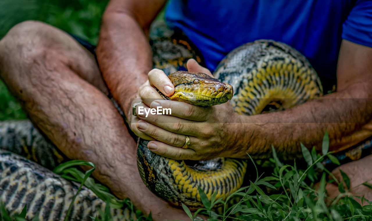 A big and ferocious python catches snakes by hand, beautiful striped boa in a fertile forest.