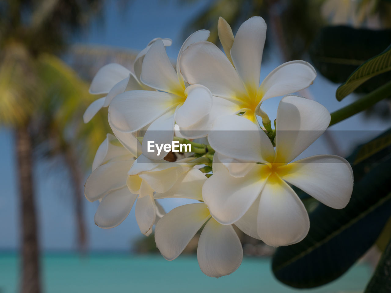 CLOSE-UP OF WHITE FLOWERS BLOOMING OUTDOORS