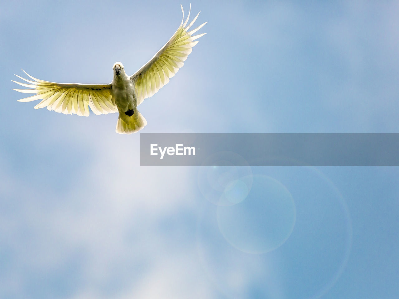 Low angle view of cockatoo flying against sky