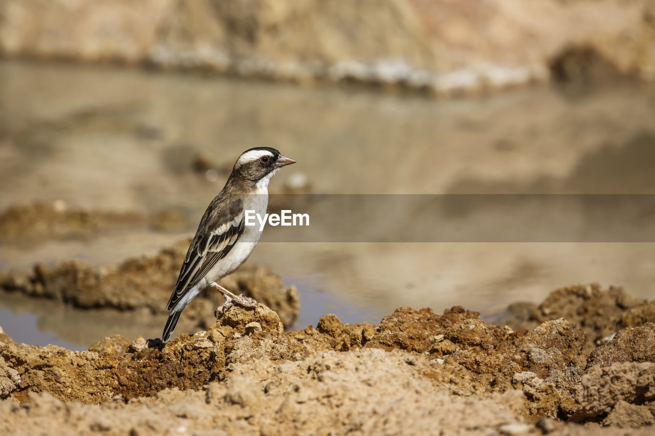 bird perching on rock