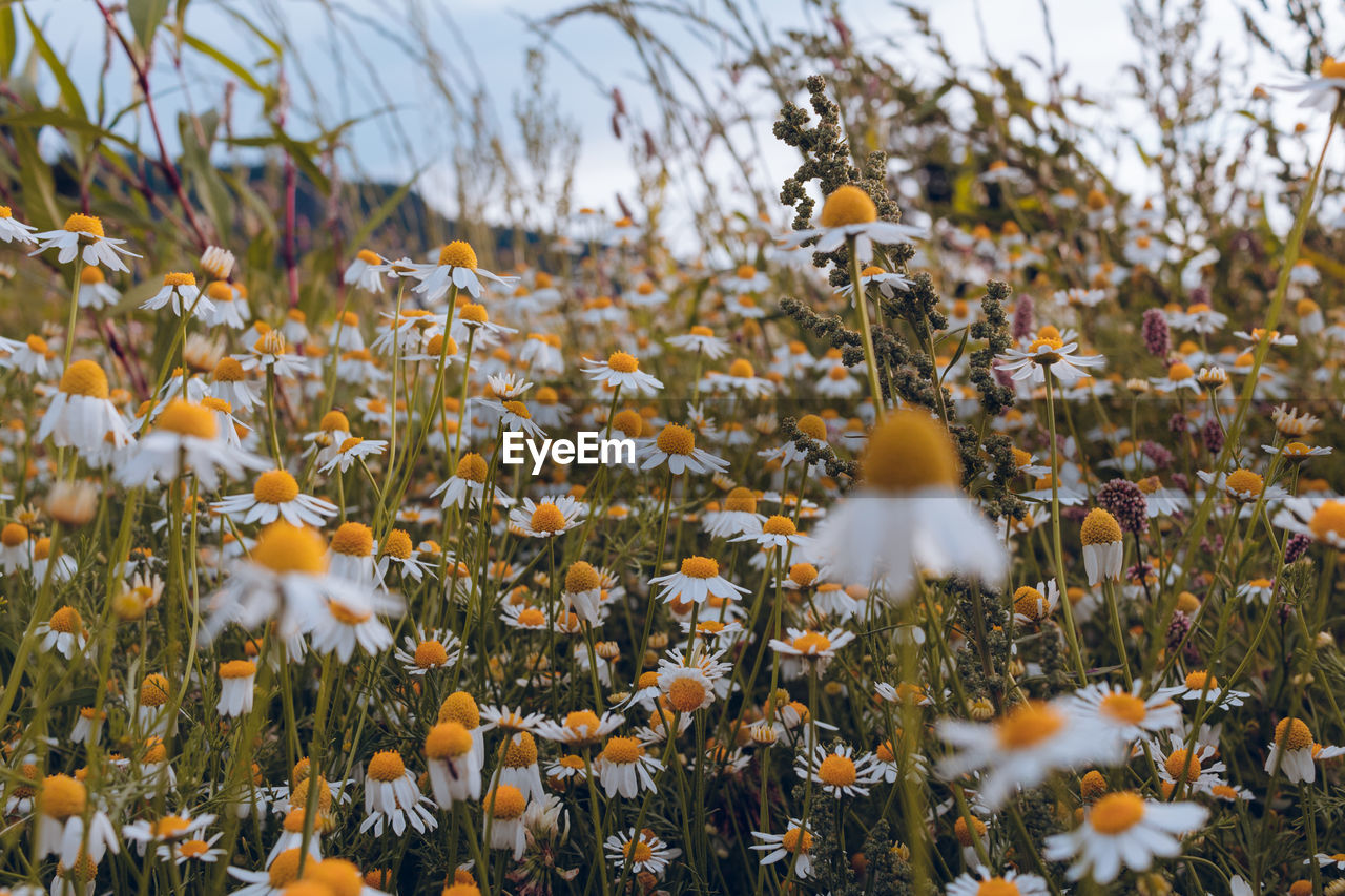 Close-up of flowering plants on field