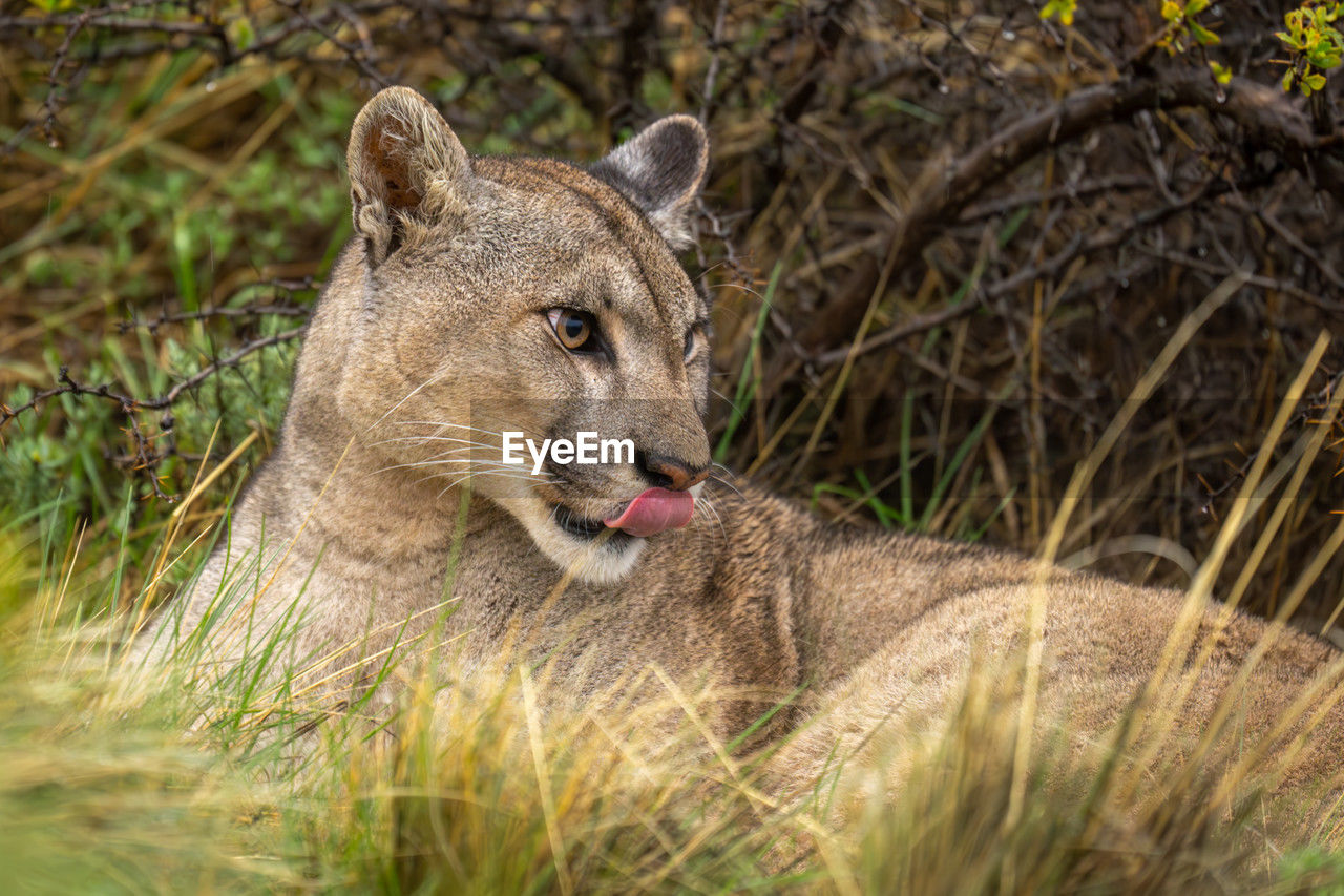 animal, animal themes, animal wildlife, mammal, wildlife, one animal, puma, plant, no people, nature, grass, feline, cougar, carnivora, lion - feline, felidae, outdoors, cat, day, lioness, animal body part, portrait, tree, safari, animals hunting, whiskers, big cat