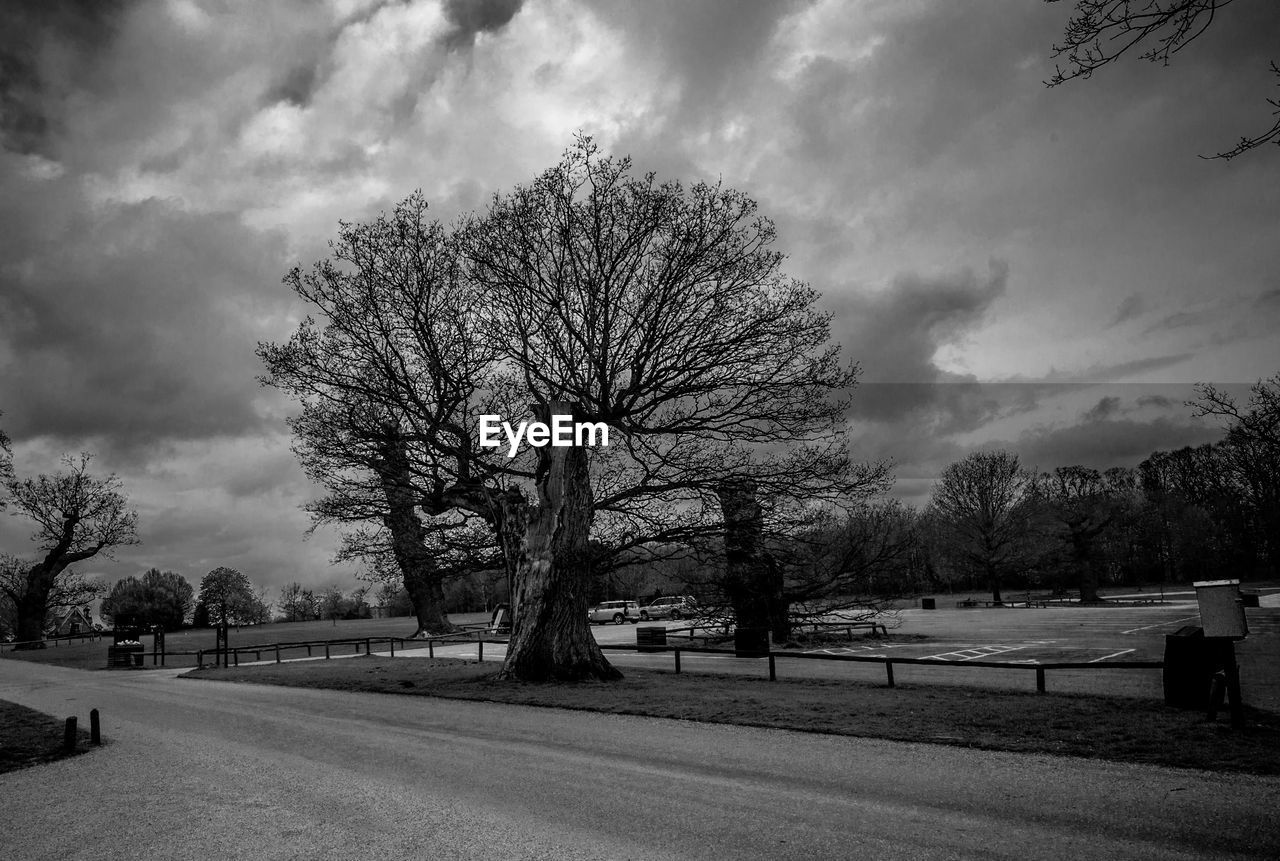 TREES BY WALL AGAINST SKY