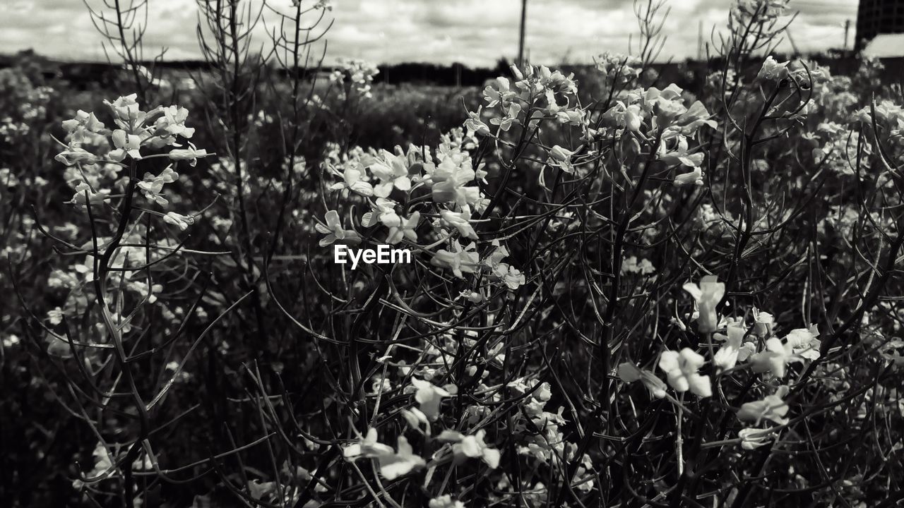 CLOSE-UP OF WHITE FLOWERING PLANTS ON FIELD