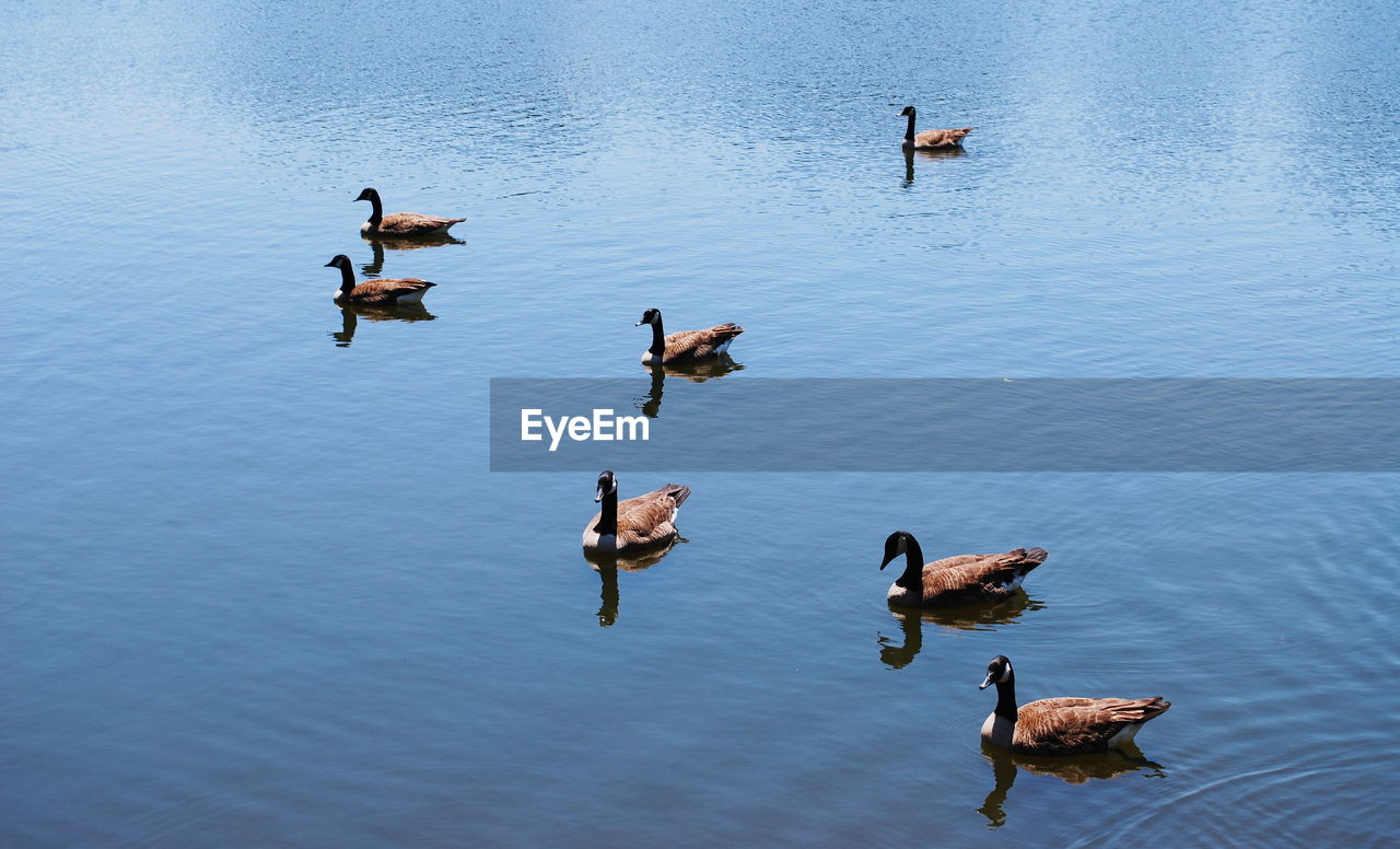 HIGH ANGLE VIEW OF MALLARD DUCKS SWIMMING ON LAKE