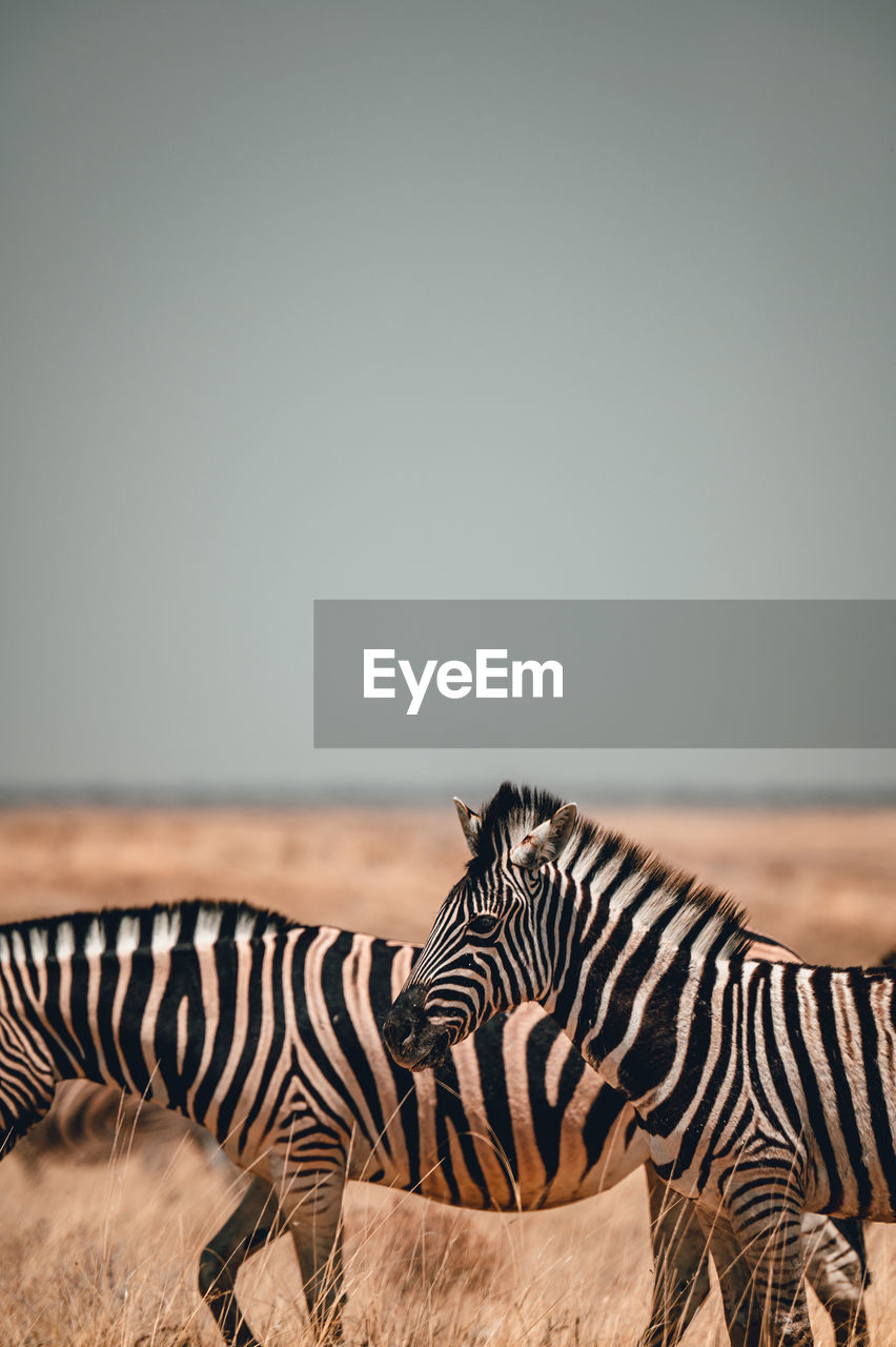 VIEW OF A ZEBRAS