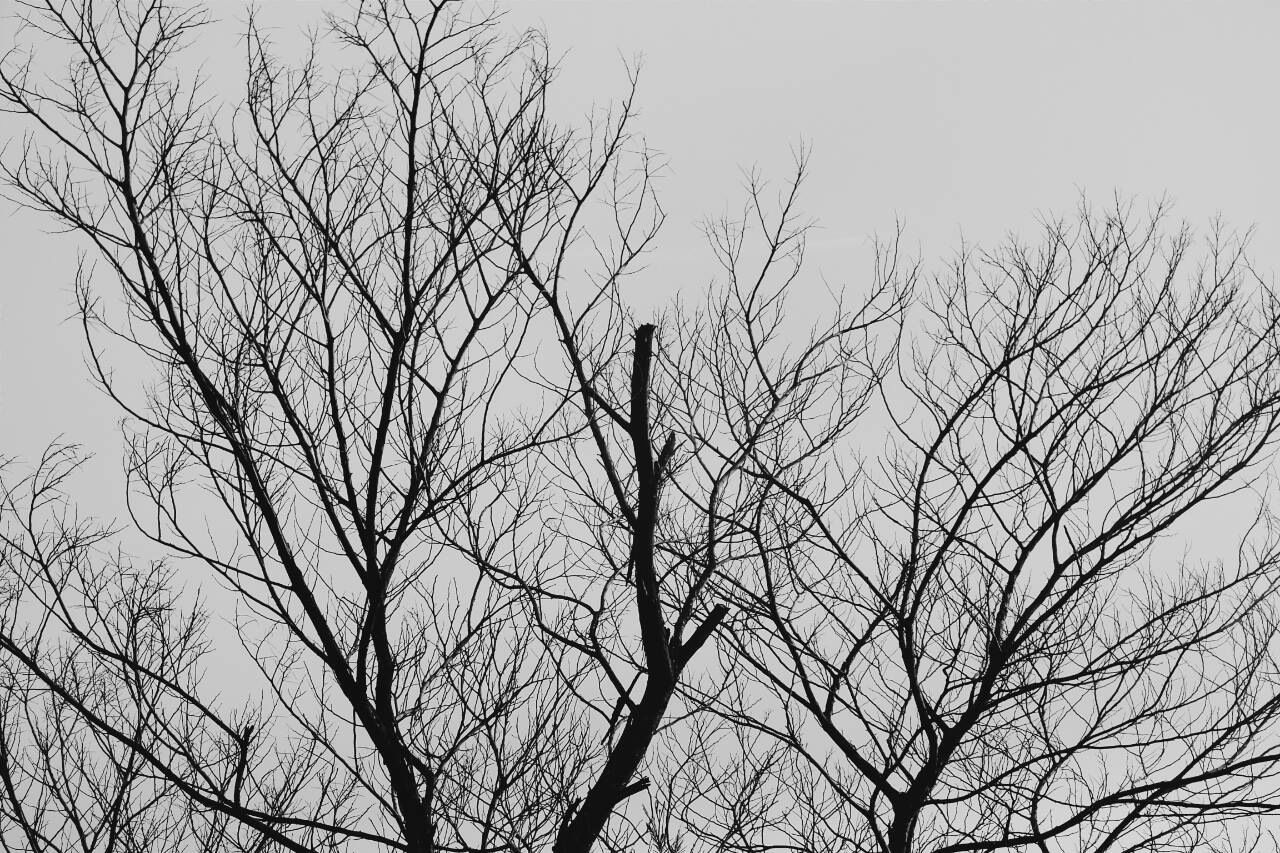 High section of bare trees against clear sky