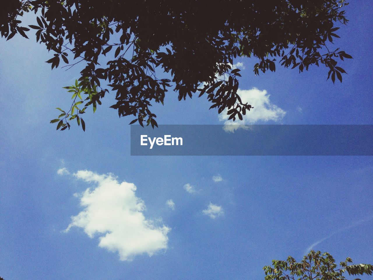 LOW ANGLE VIEW OF TREE BRANCH AGAINST BLUE SKY