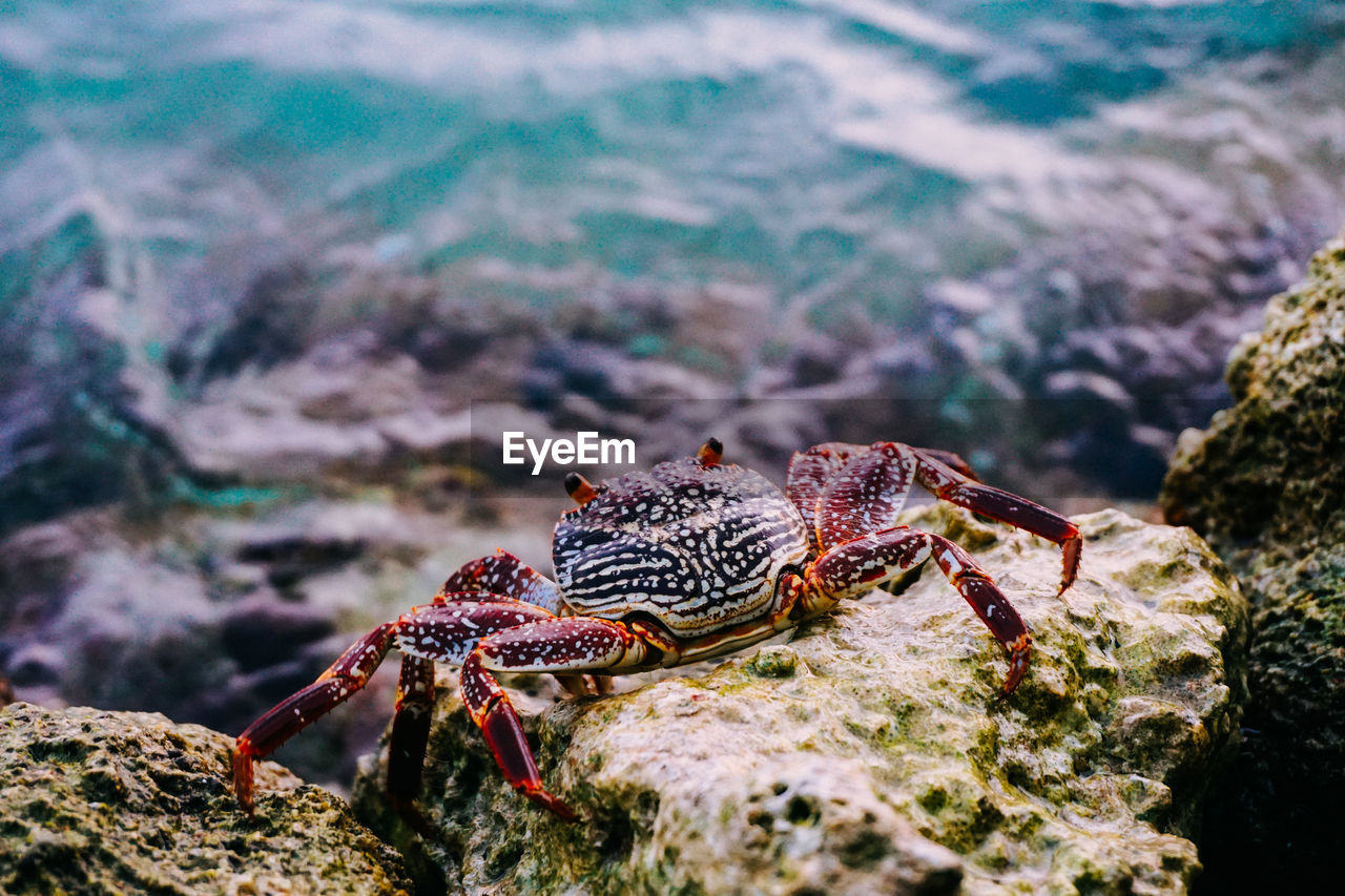 Close-up of crab on rock