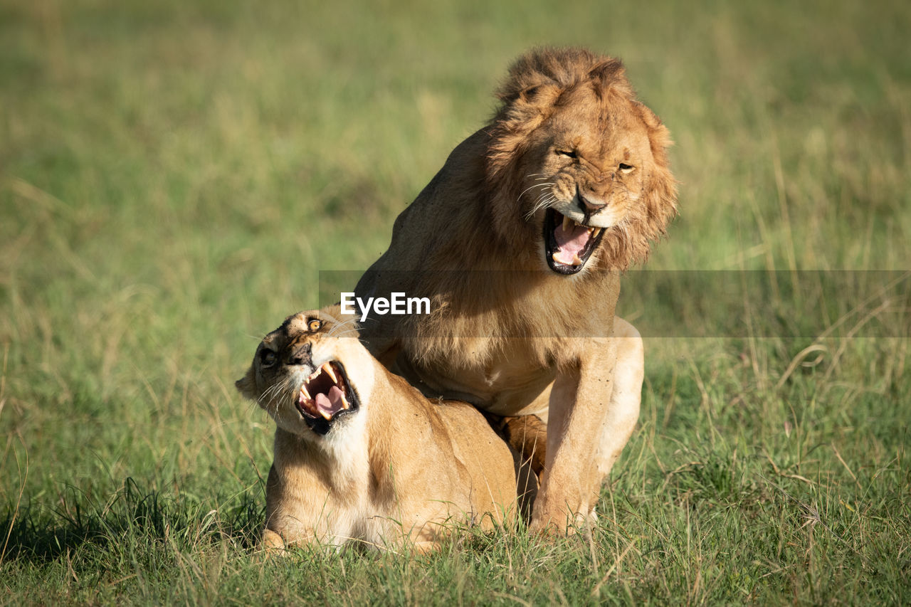 Male and female lions roar while mating
